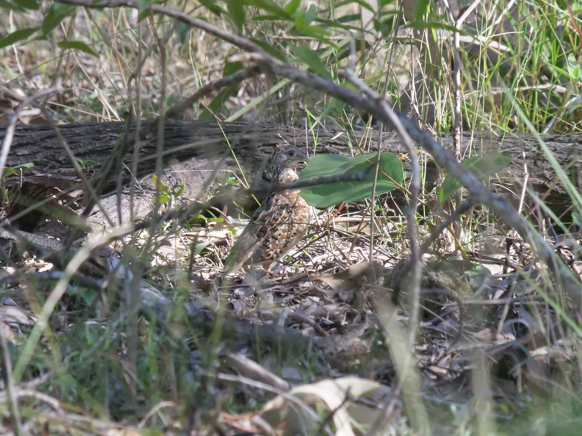 Painted Buttonquail - ML361347971