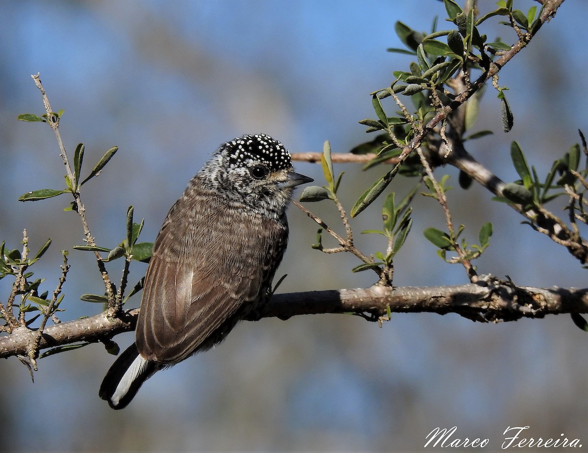 White-barred Piculet - Marco  Ferreira
