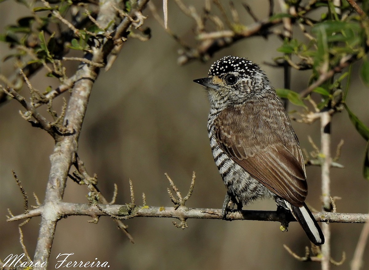 White-barred Piculet - ML361348911