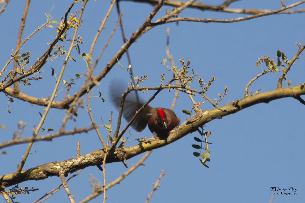 Red-crested Finch - ML361353601