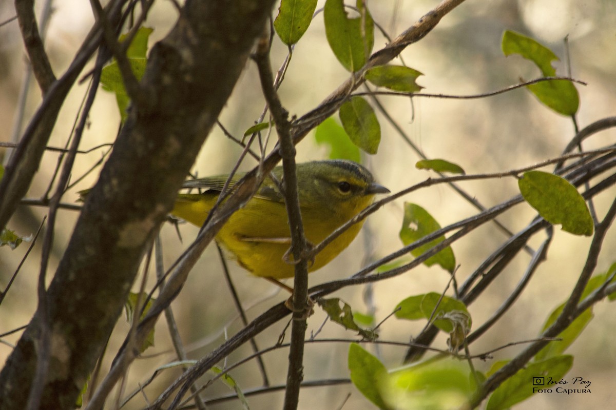 Two-banded Warbler - ML361354041
