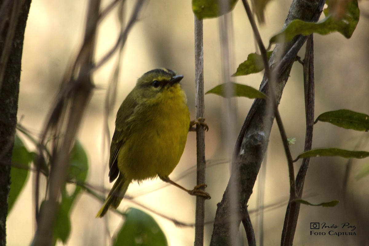 Two-banded Warbler - ML361354051