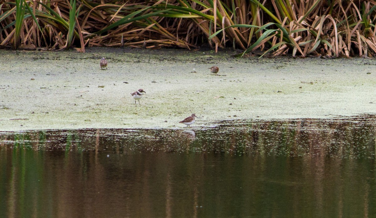 Semipalmated Plover - ML36135441