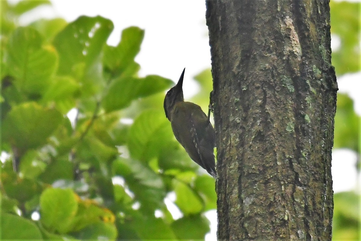 Gray-headed Woodpecker - ML361354441