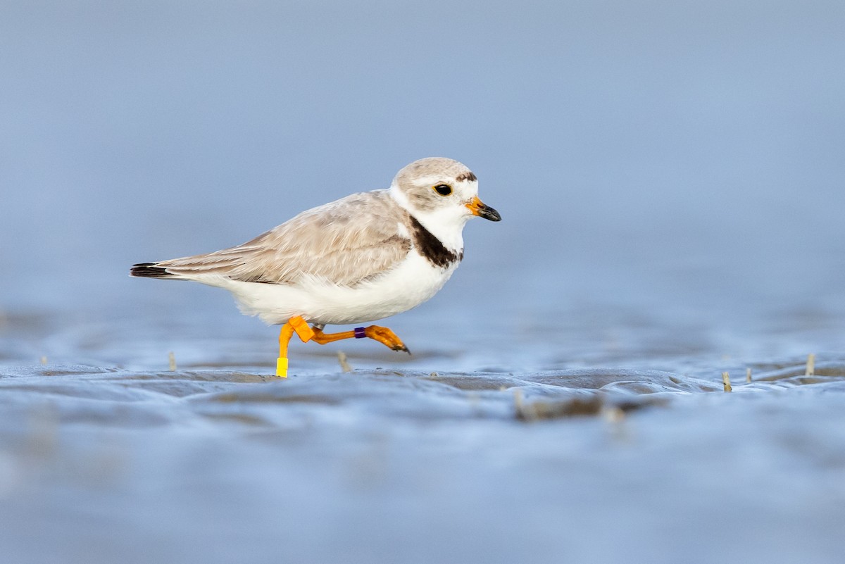 Piping Plover - ML361359361