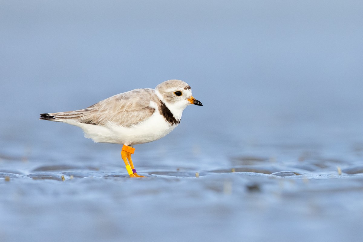 Piping Plover - ML361359371