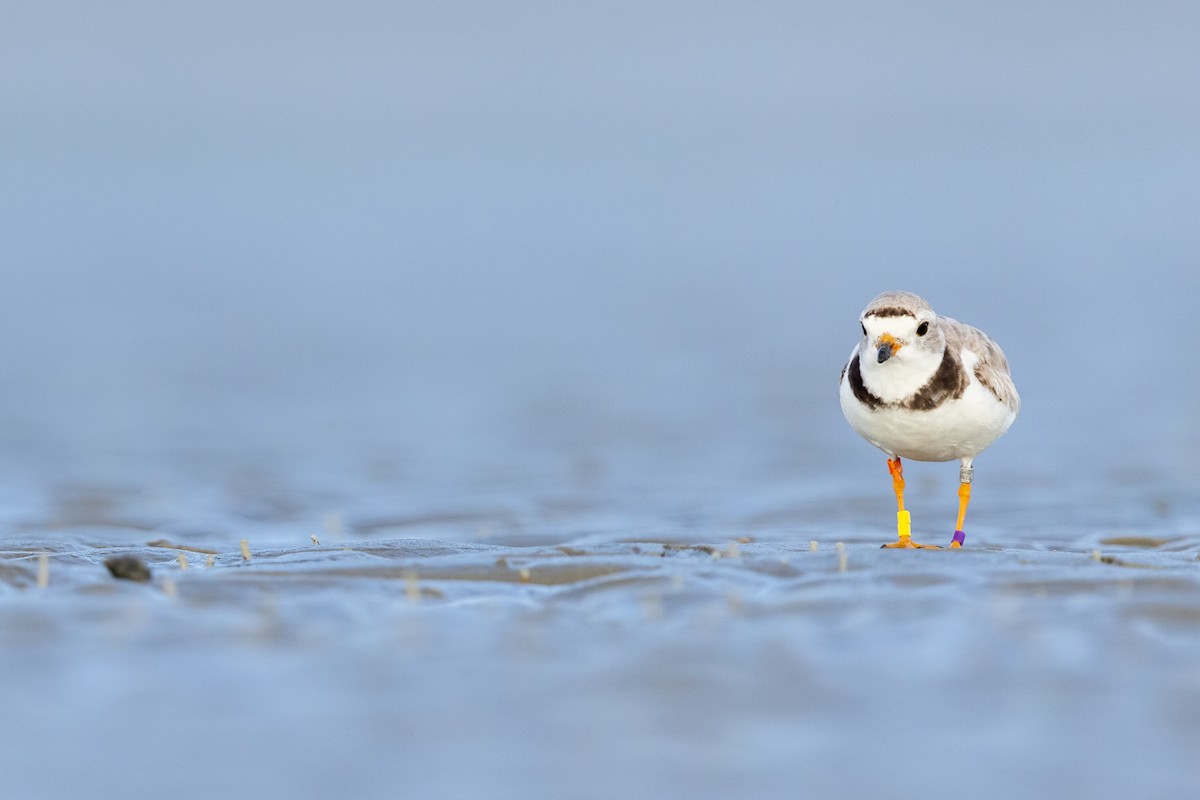 Piping Plover - ML361359381