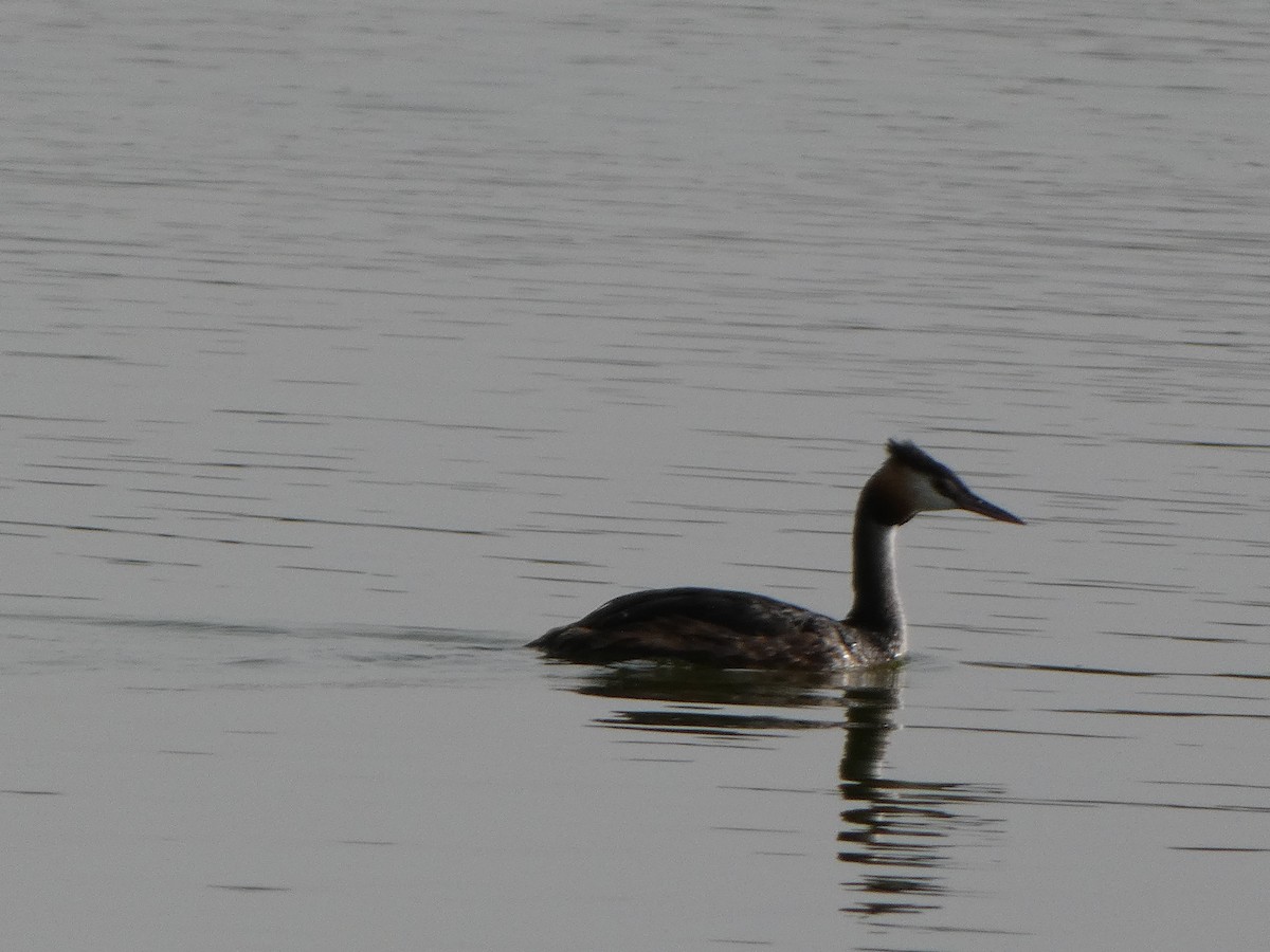 Great Crested Grebe - Jose Lopez