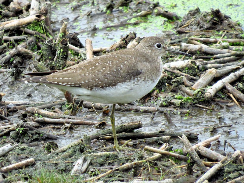 Solitary Sandpiper - Dean Newhouse