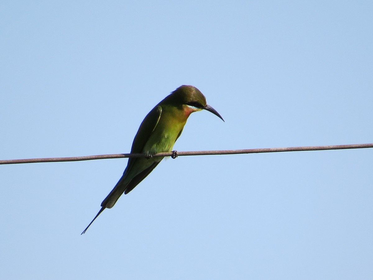 Blue-tailed Bee-eater - Mark Welford