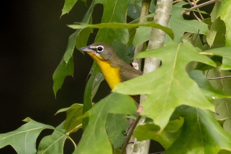 Yellow-breasted Chat - ML361370021
