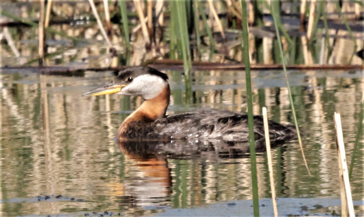 Red-necked Grebe - ML361381341