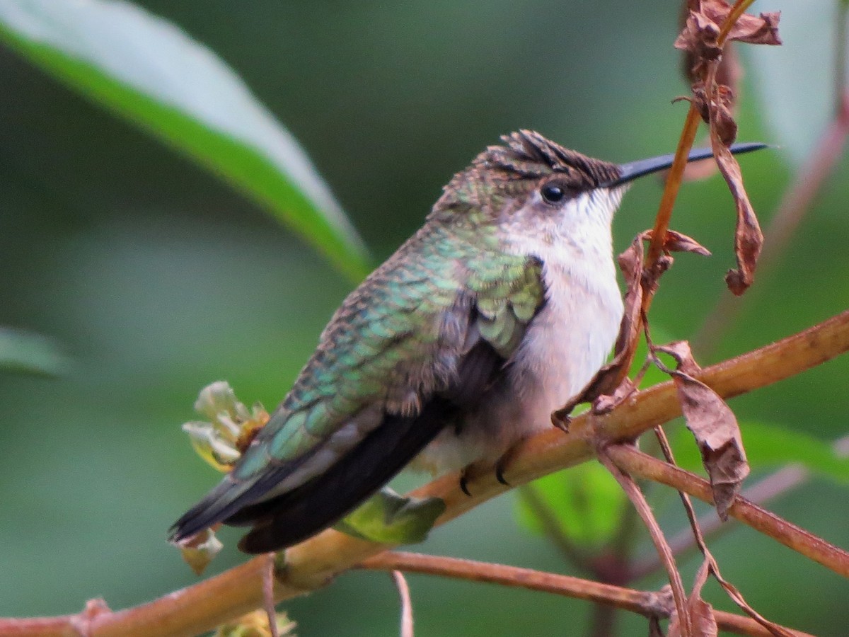 Ruby-throated Hummingbird - Jack Swelstad