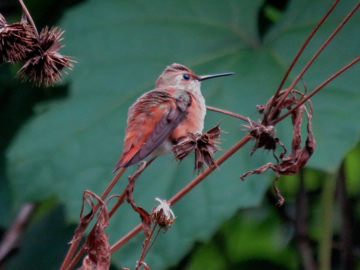 Rufous Hummingbird - Jack Swelstad