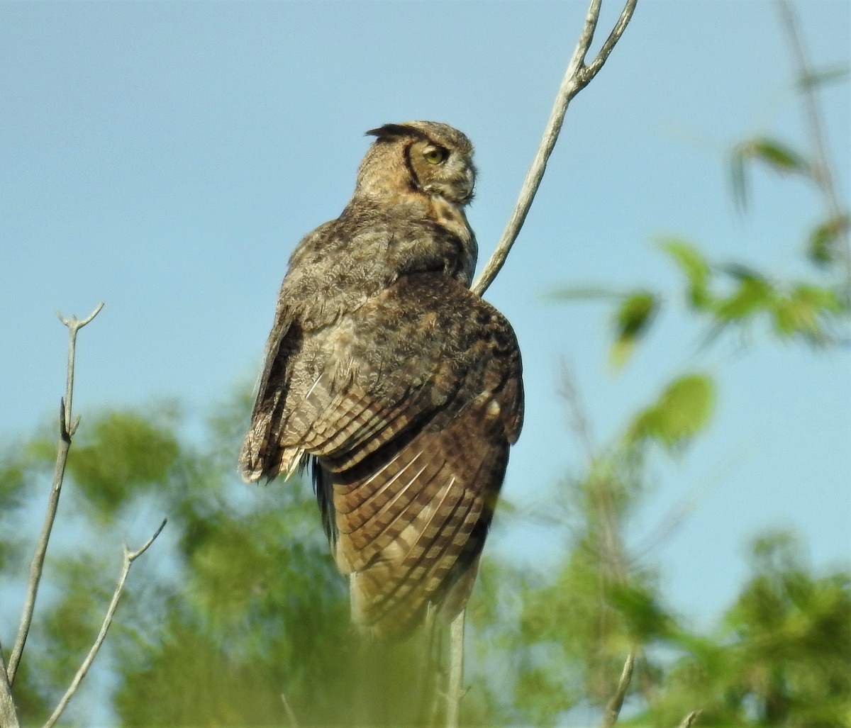 Great Horned Owl - Bruce Hoover