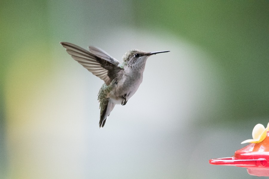 Ruby-throated Hummingbird - Marianne Taylor