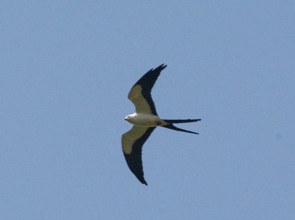 Swallow-tailed Kite - Anderson  Sandro