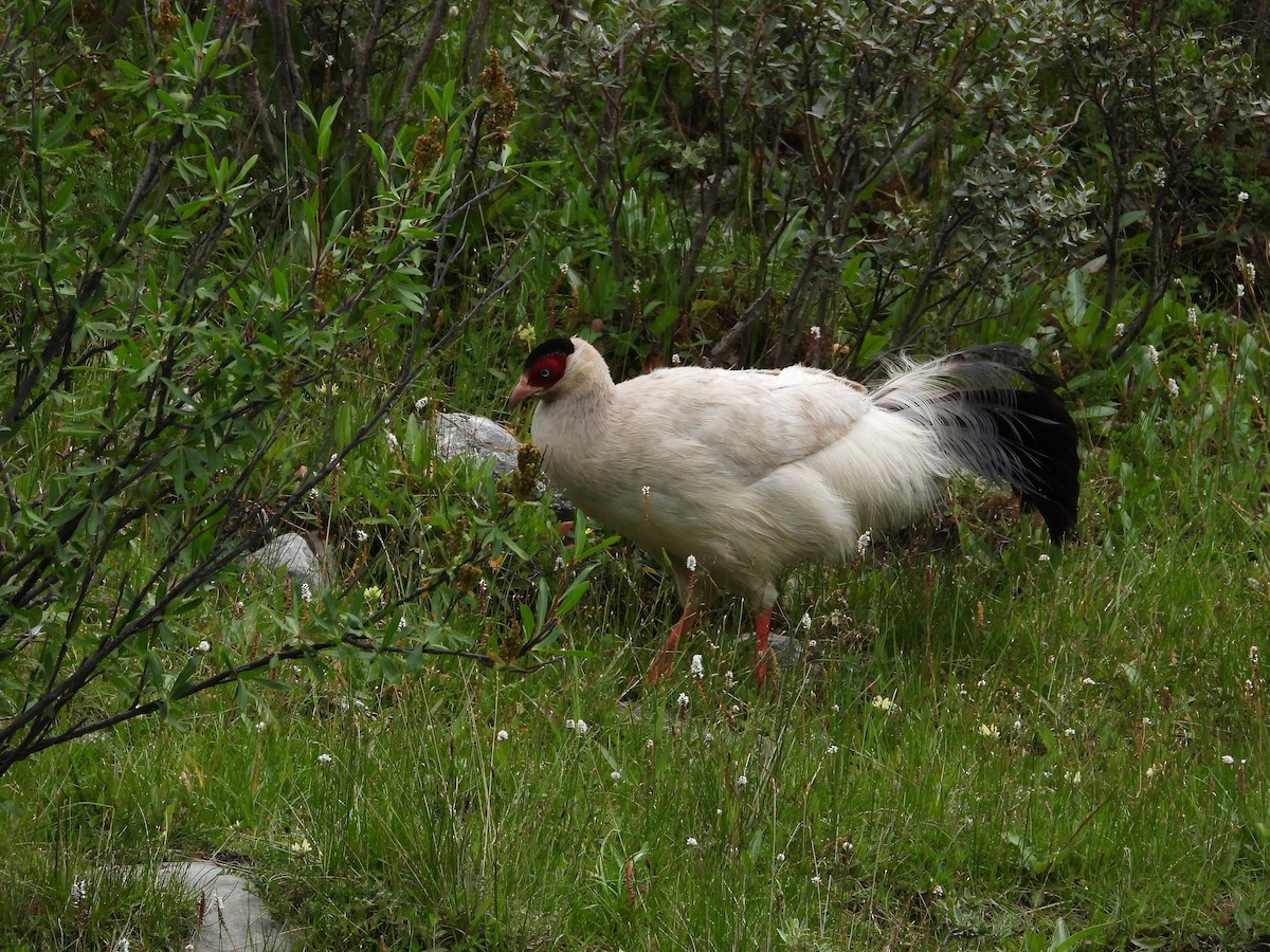 Белый ушастый фазан - ML361406261