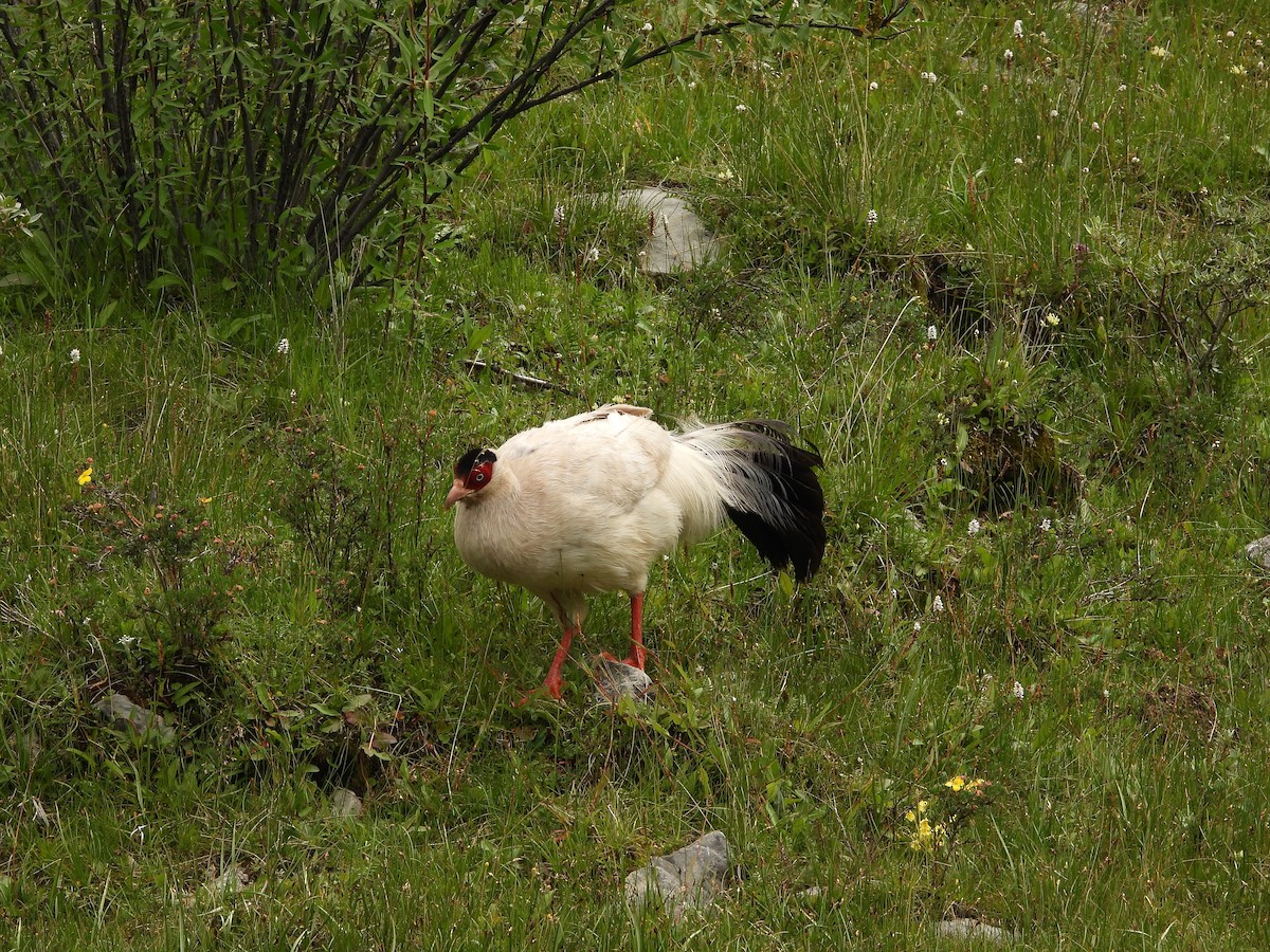 Белый ушастый фазан - ML361406271