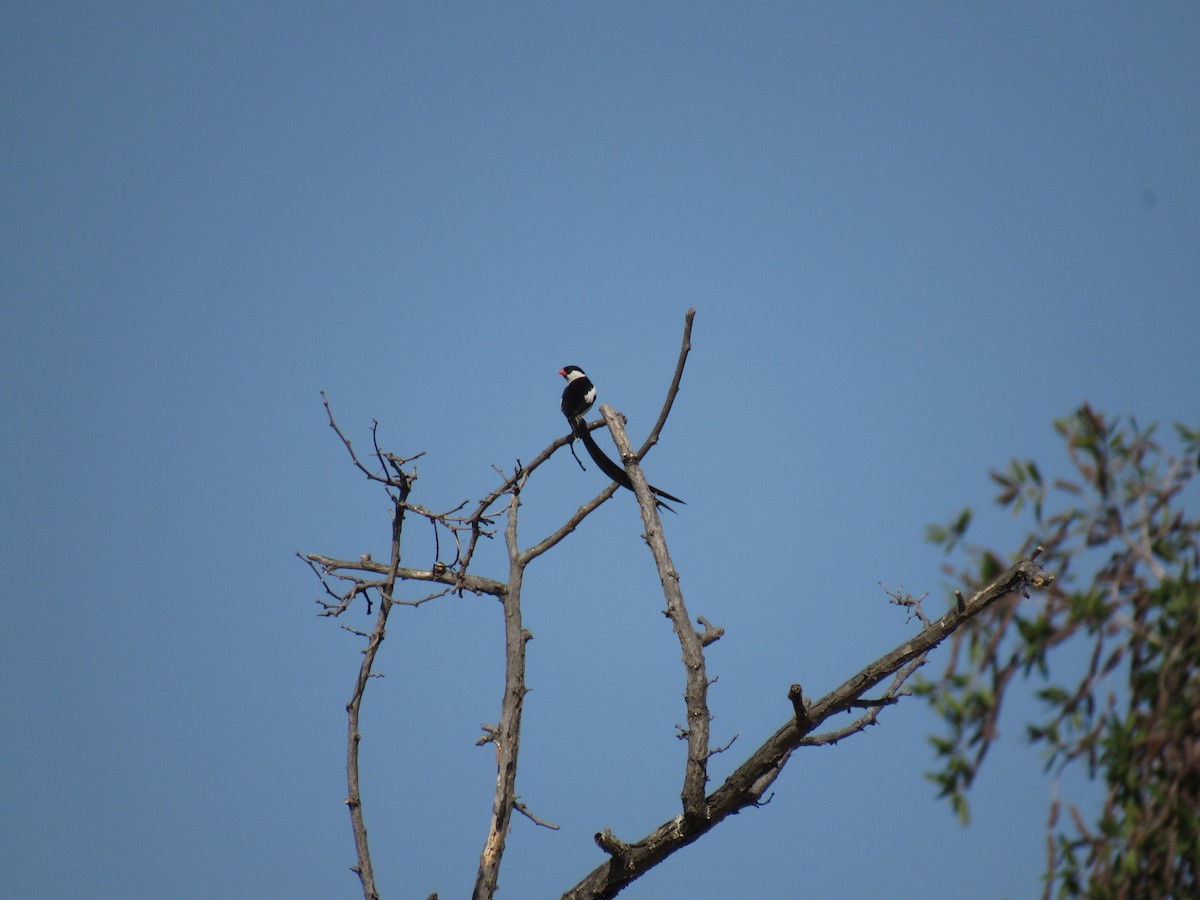 Pin-tailed Whydah - ML361406701