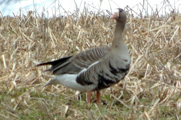 Greater White-fronted Goose - ML36140691