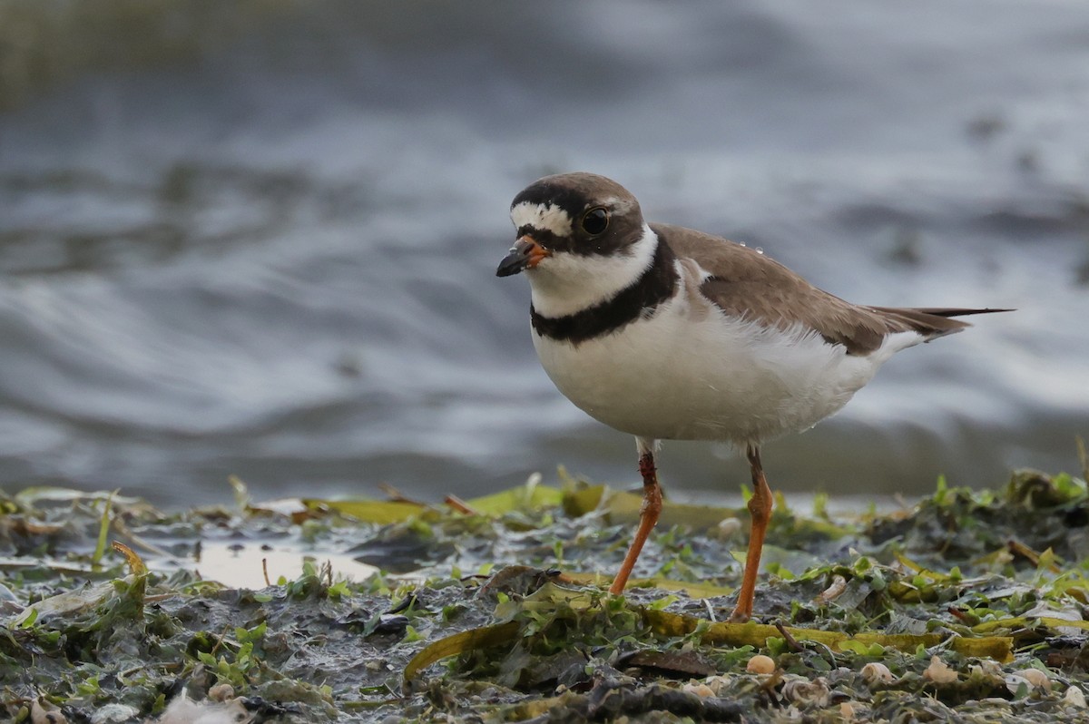 Semipalmated Plover - Tim Lenz