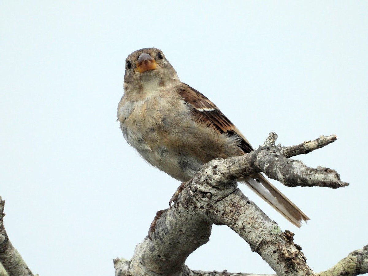 House Sparrow - Long-eared Owl