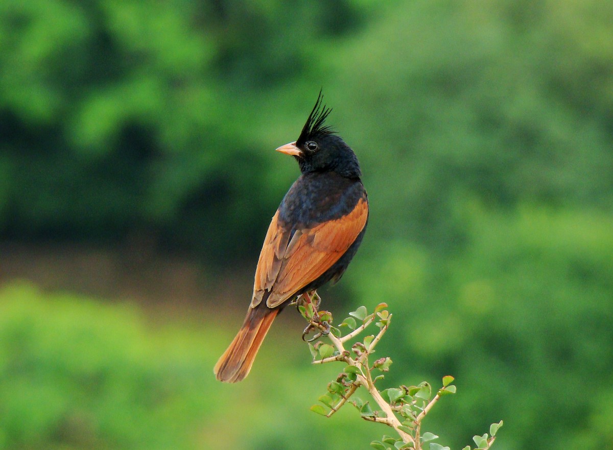 Crested Bunting - ML361418301