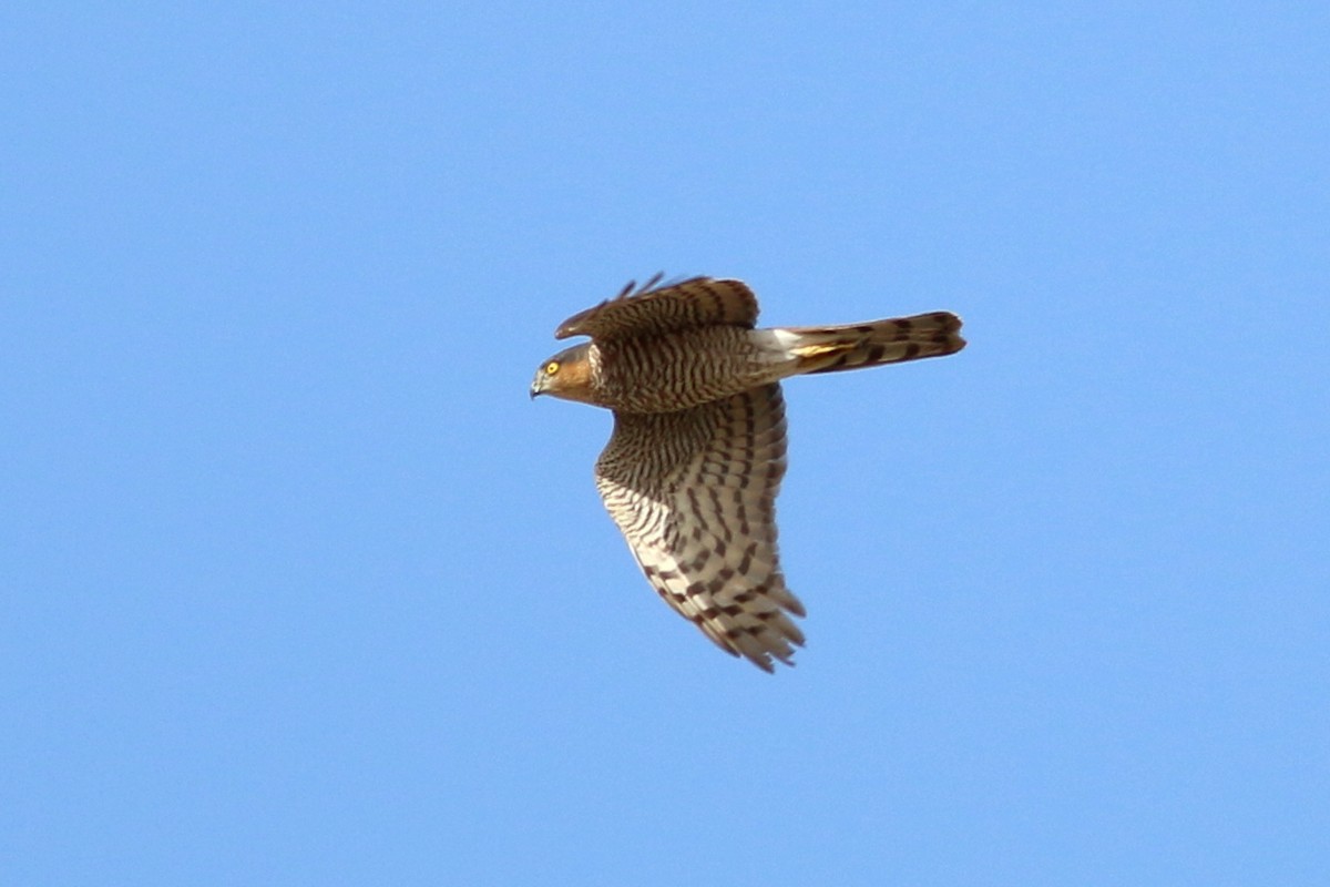 Eurasian Sparrowhawk - ML361421921