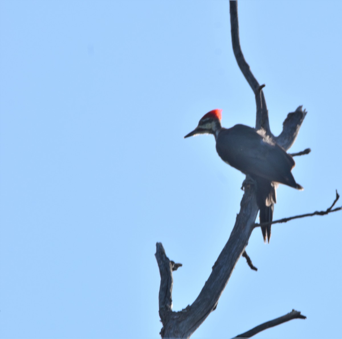 Pileated Woodpecker - ML361423671