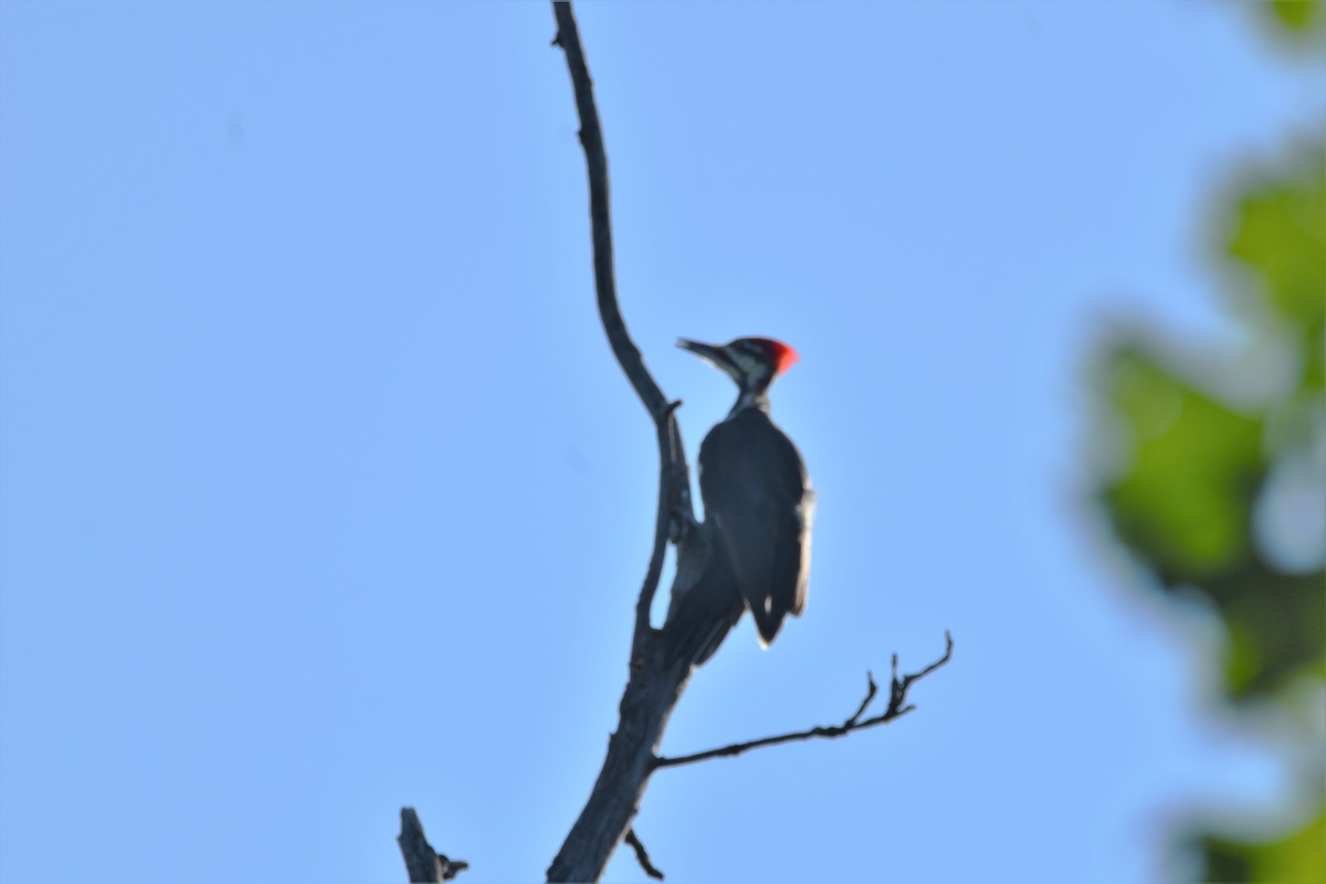 Pileated Woodpecker - ML361423681
