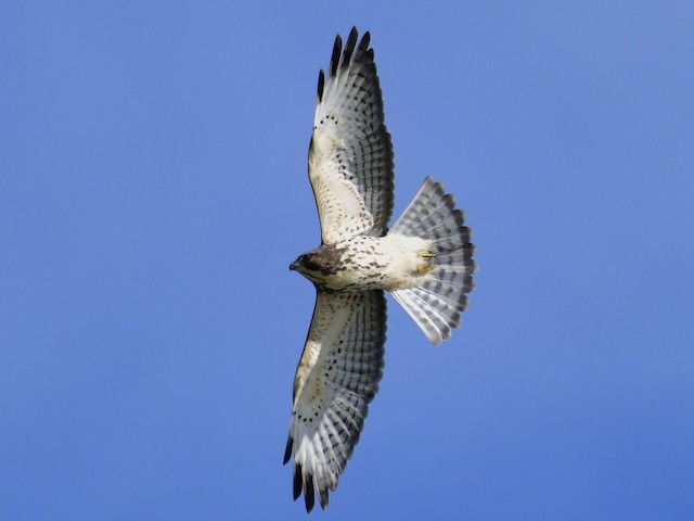 Possible confusion species: Broad-winged Hawk (<em class="SciName notranslate">Buteo platypterus</em>). - Broad-winged Hawk - 