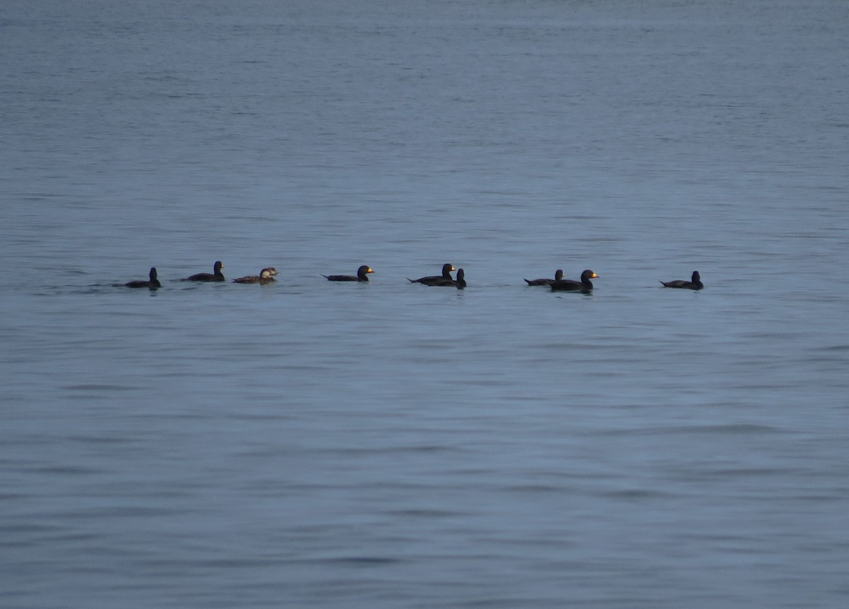 Black Scoter - Timothy Fennell