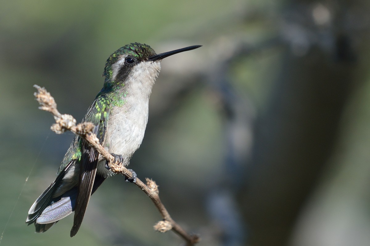 Blue-tailed Emerald - ML36143061