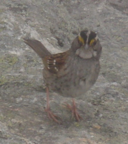 White-throated Sparrow - Mr OS