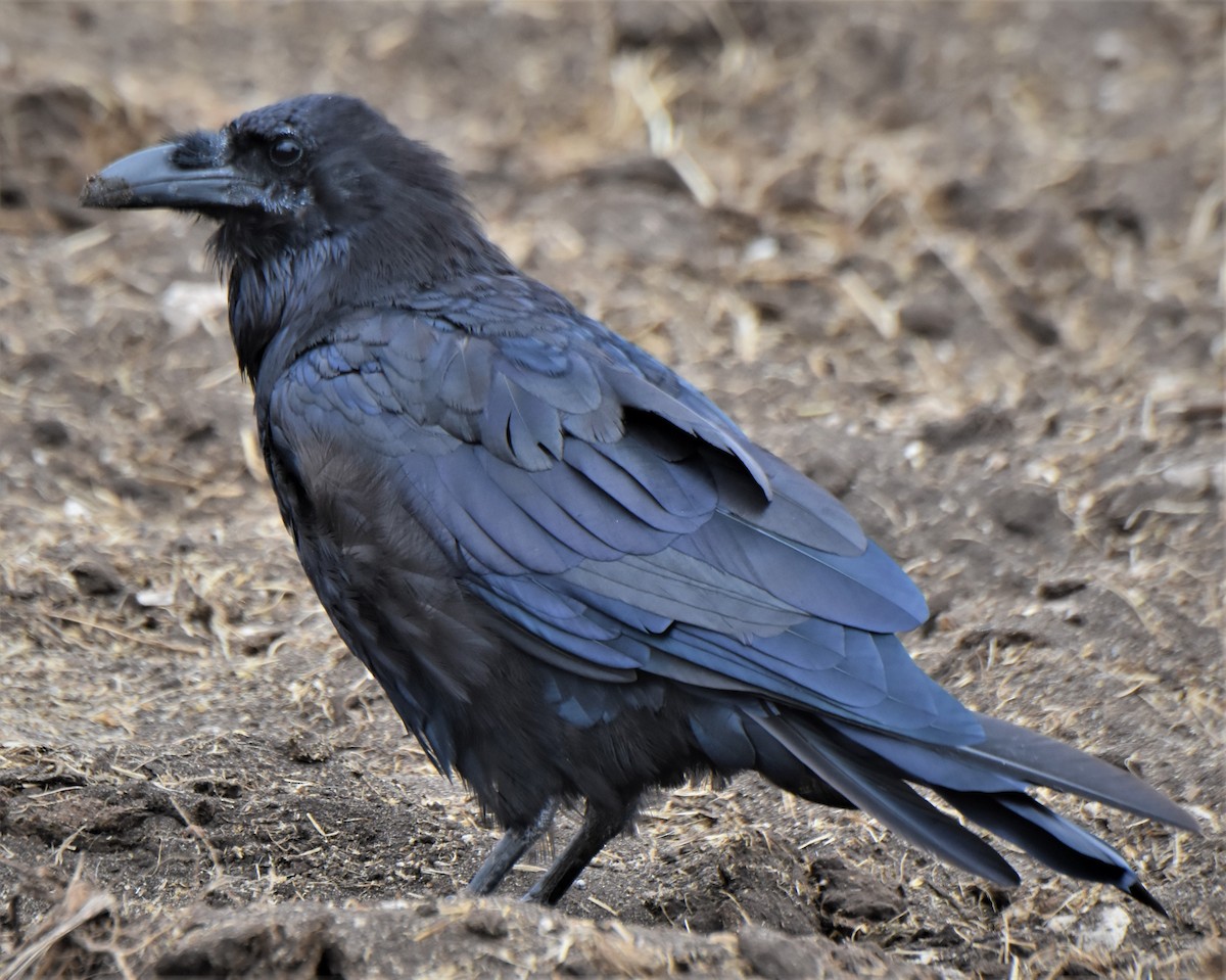 Common Raven - Ken Milender