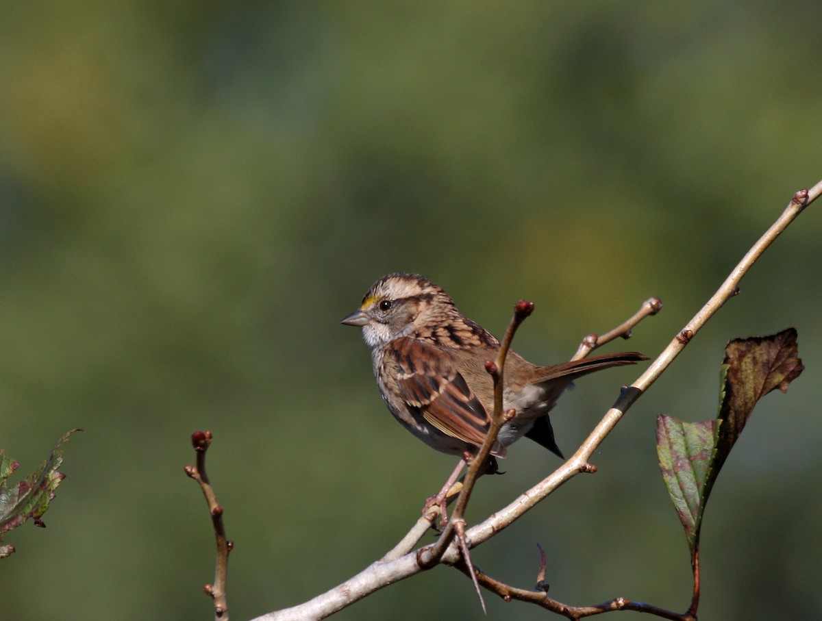 White-throated Sparrow - ML36144521