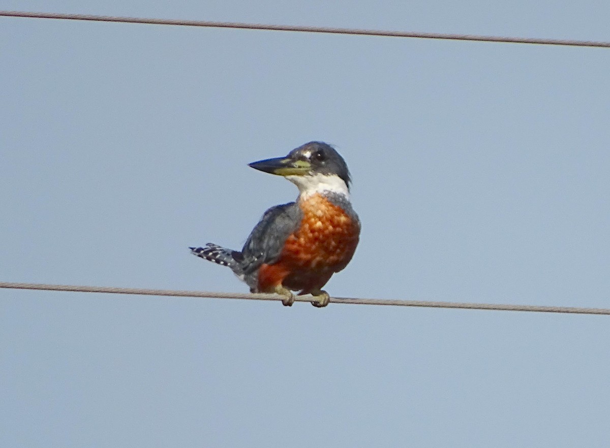 Ringed Kingfisher - Julio Acosta  ES Tour Guide