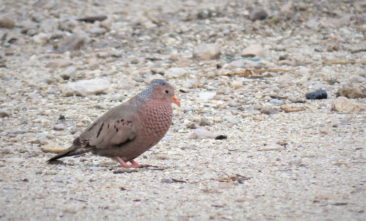 Common Ground Dove - Susan Young