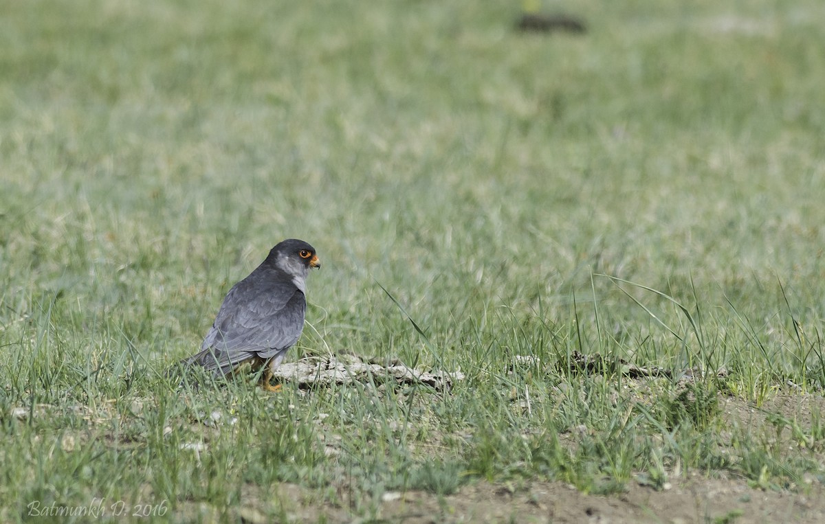 Amur Falcon - Batmunkh Davaasuren