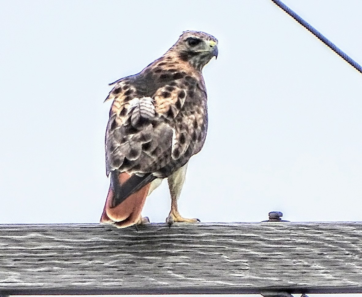 eBird Checklist 15 Aug 2021 10145 Schoolhouse Road Northwest, Canal