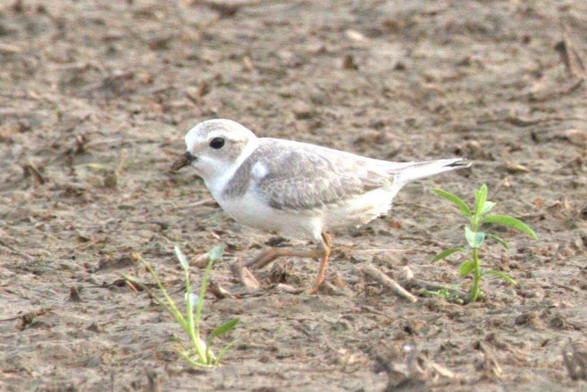 Piping Plover - ML361475941