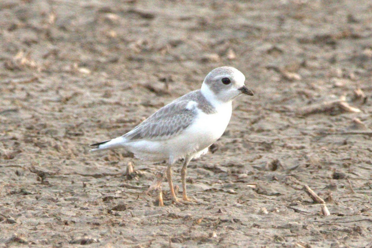 Piping Plover - ML361475951