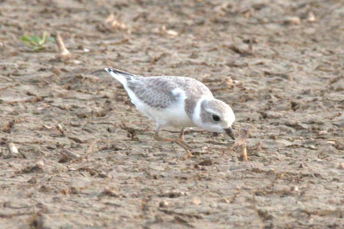 Piping Plover - ML361475961