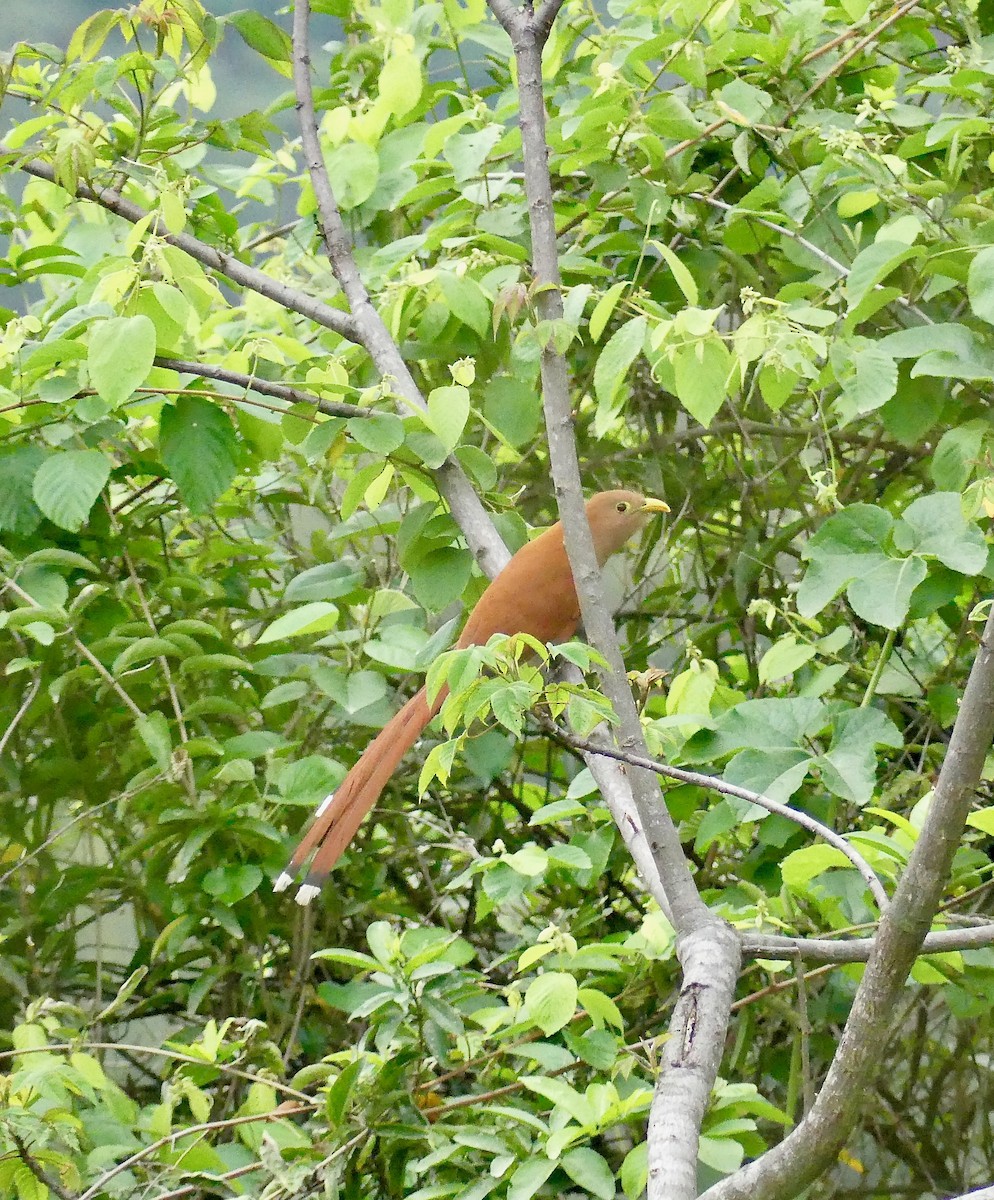 Squirrel Cuckoo - Susan Hartley