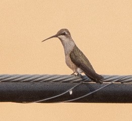 Black-chinned Hummingbird - ML361486061