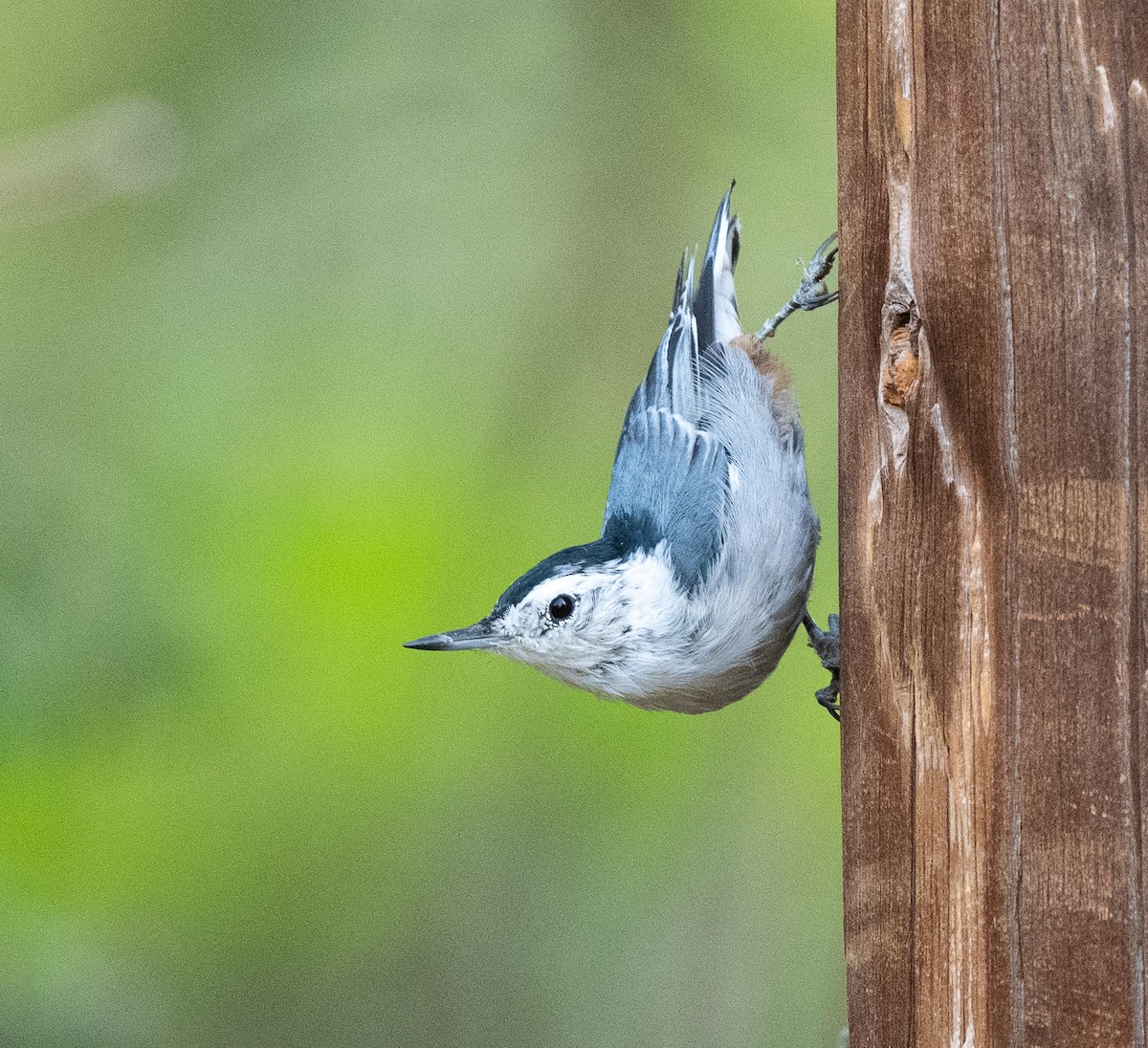 White-breasted Nuthatch - ML361486101