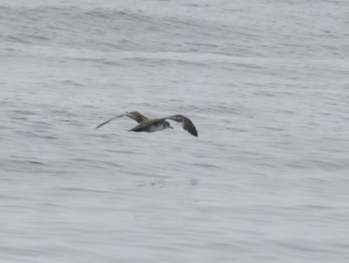 Pink-footed Shearwater - ML361488131