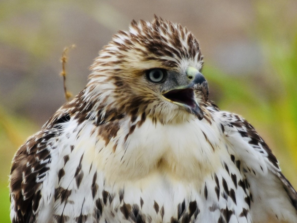 Red-tailed Hawk - ML361489521