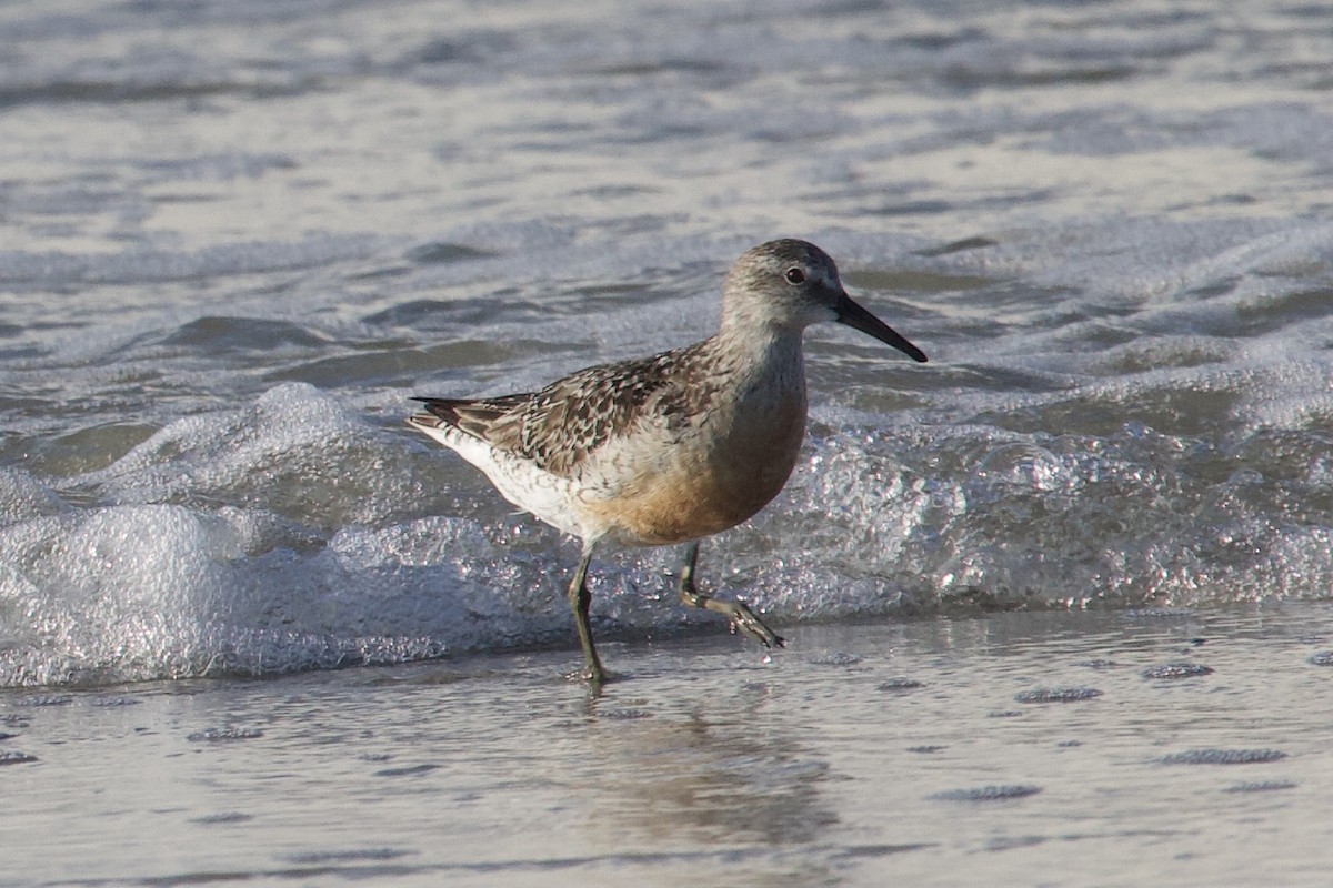 Red Knot - ML361496611